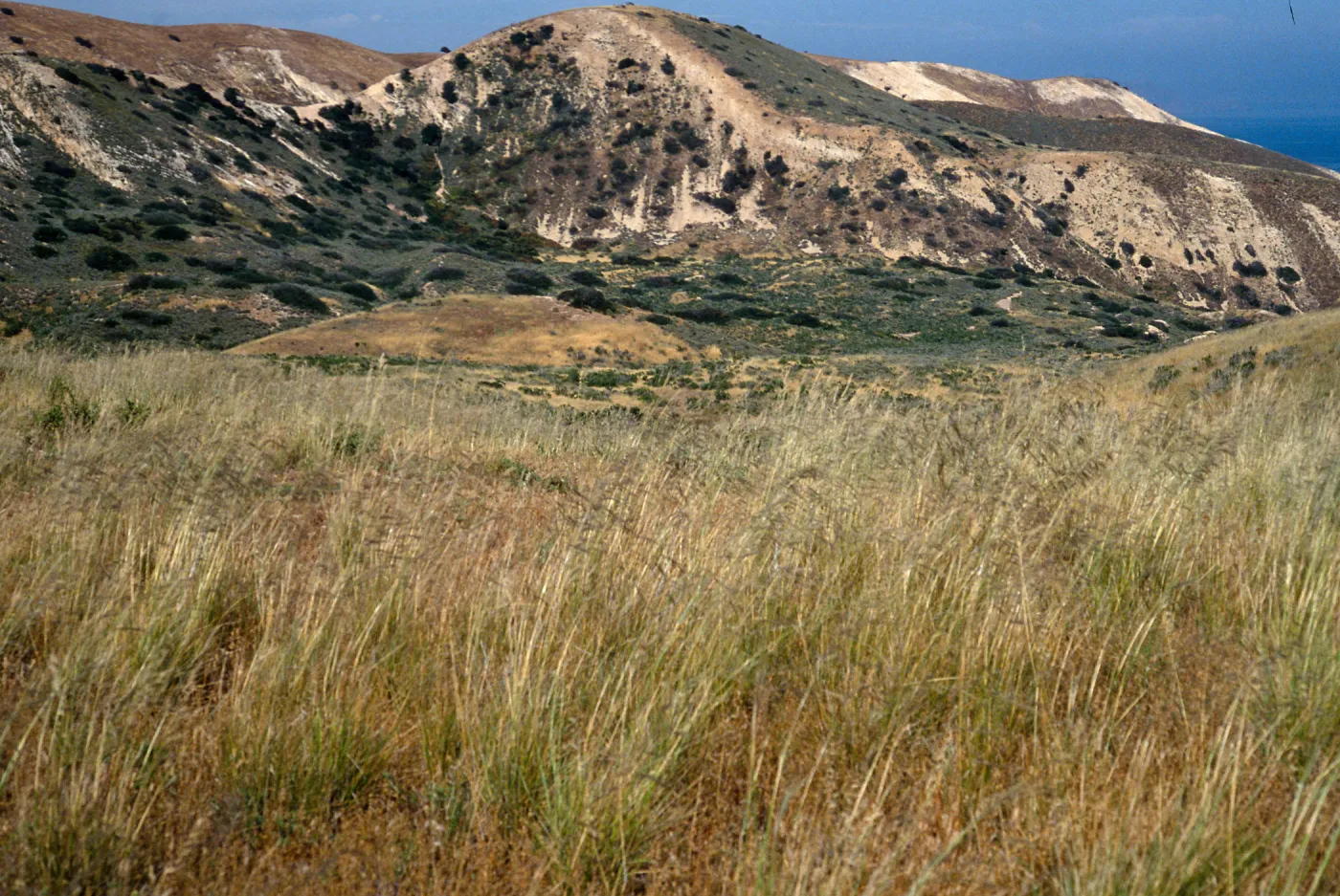 Stipa pulchra, Santa Cruz Island, Loma Pelona