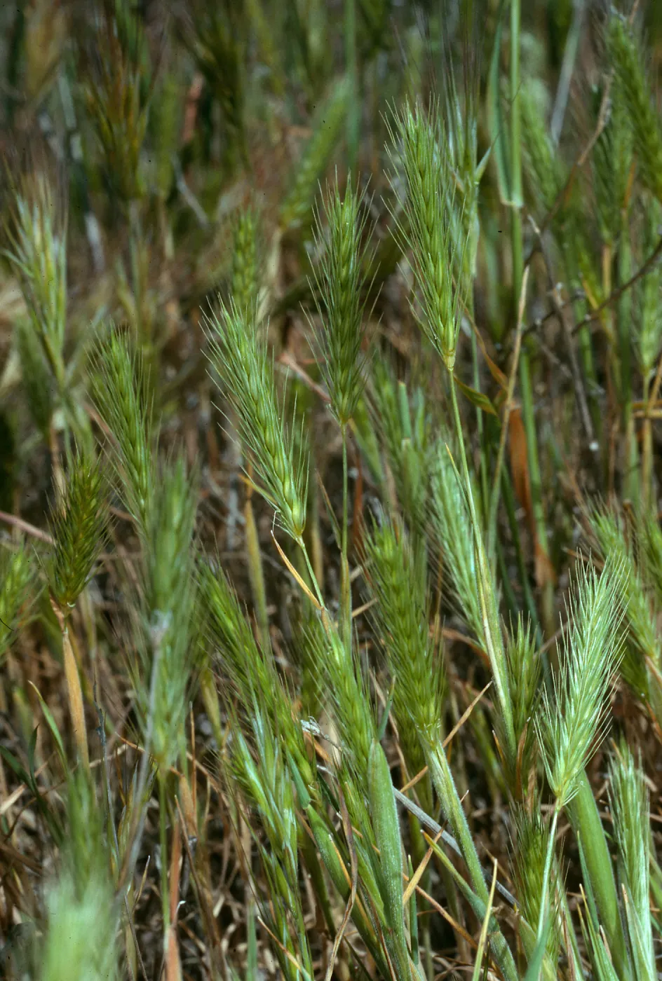Hordeum intercedens, San Nicolas Island, SN-1147