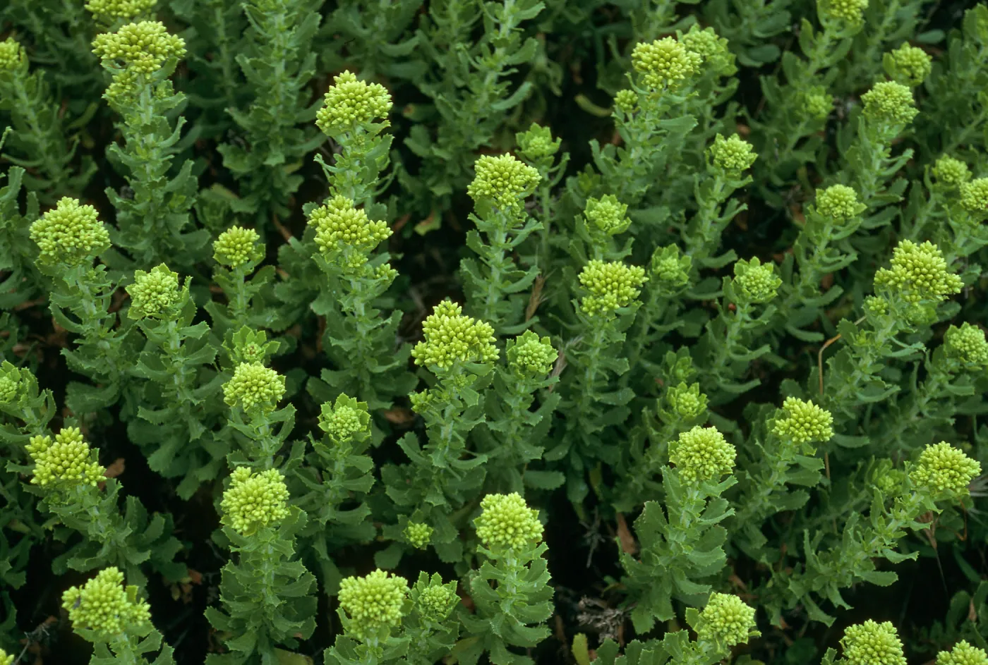 Haplopappus venetus, San Nicolas Island