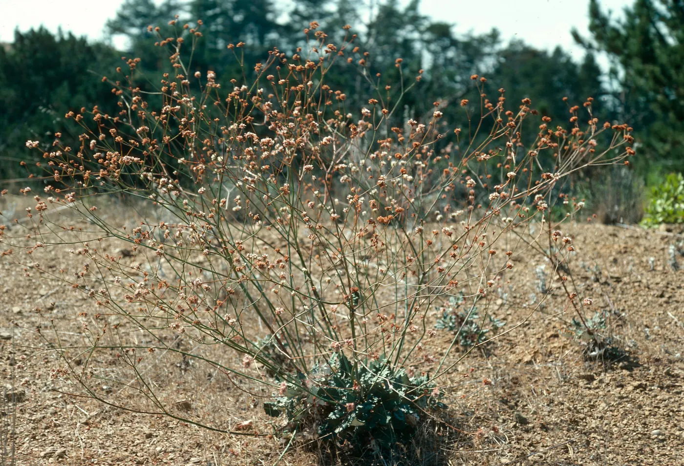 Eriogonum grande, Santa Cruz Island