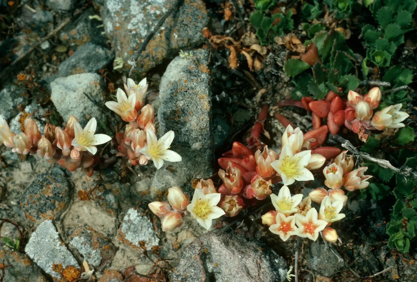 Dudleya nesiotica, Santa Cruz Island