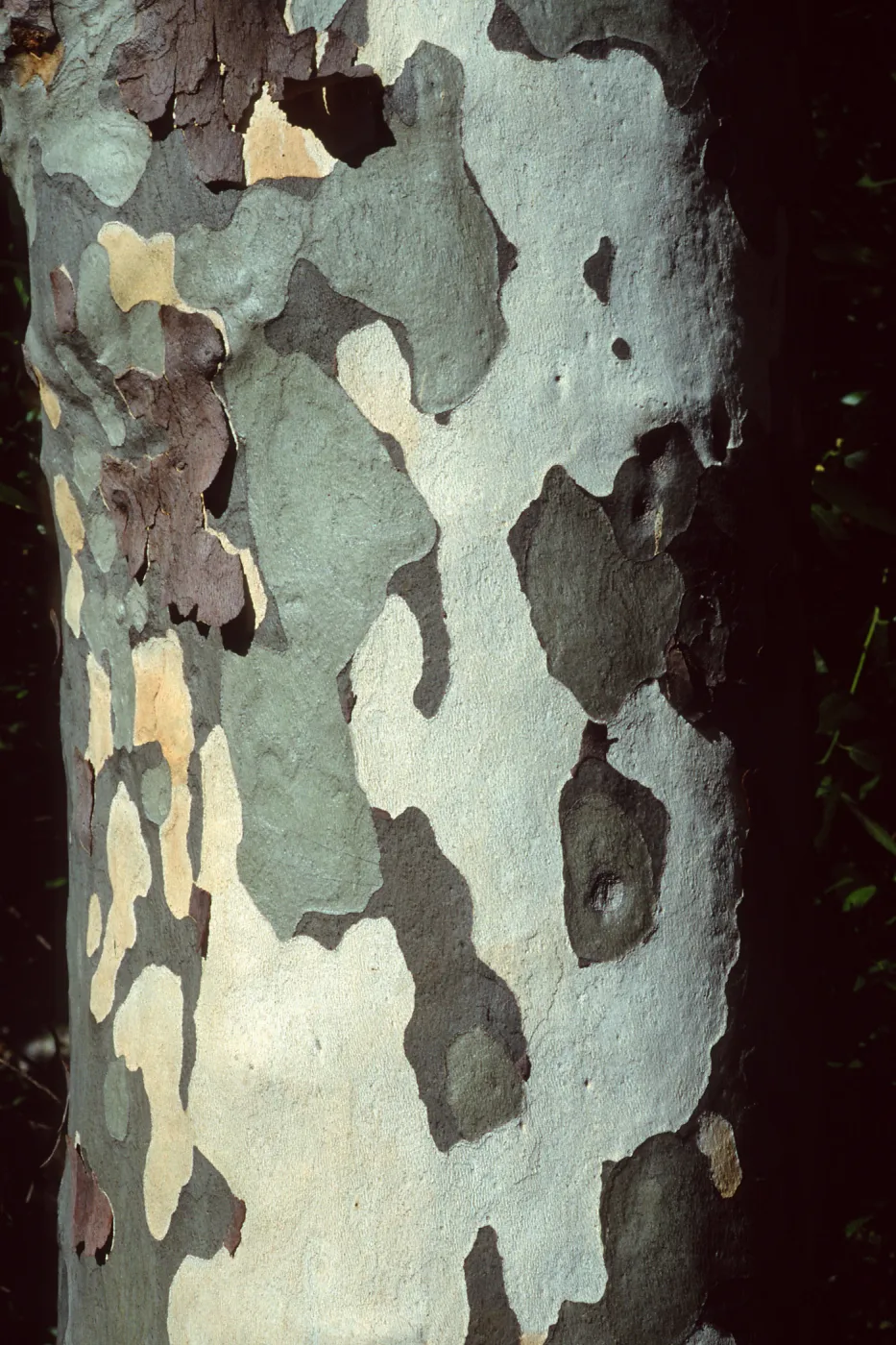 Platanus racemosa