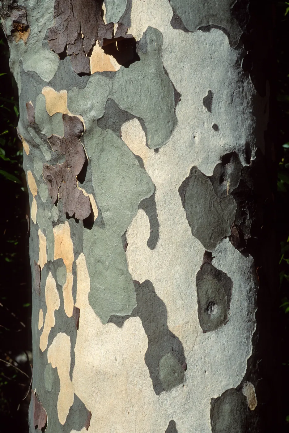 Platanus racemosa
