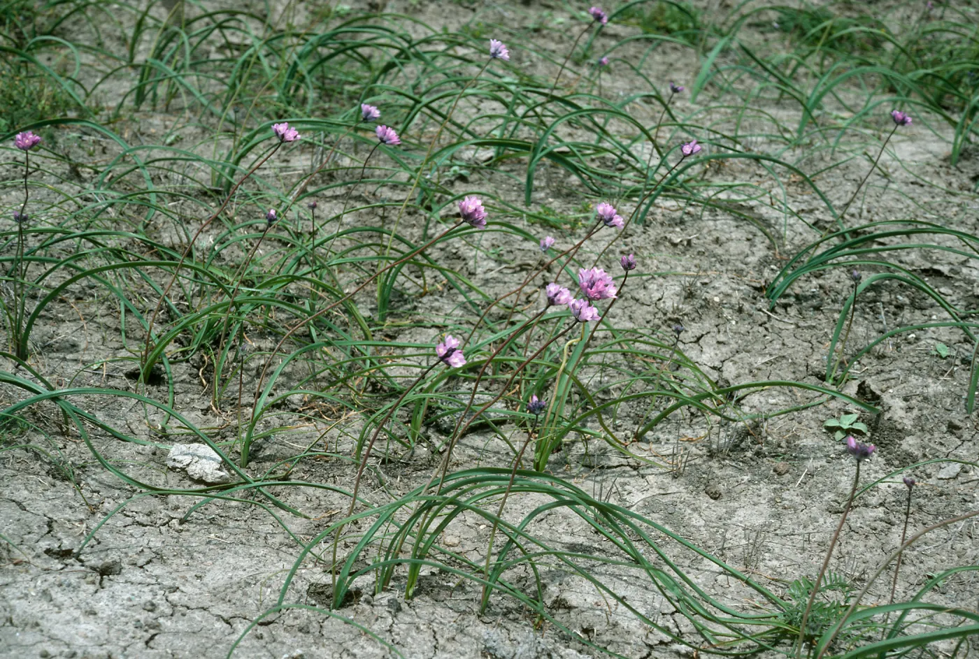 Dichelostemma, Santa Cruz Island