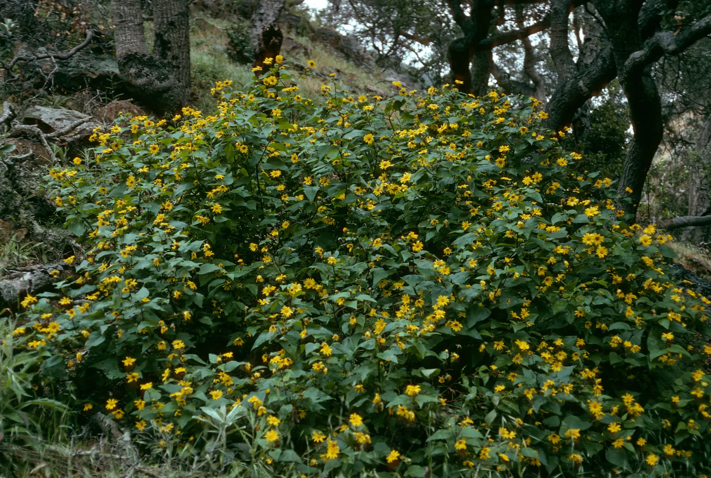 Venegasia carpesioides, Santa Cruz Island, Prisoners/Pelican trail