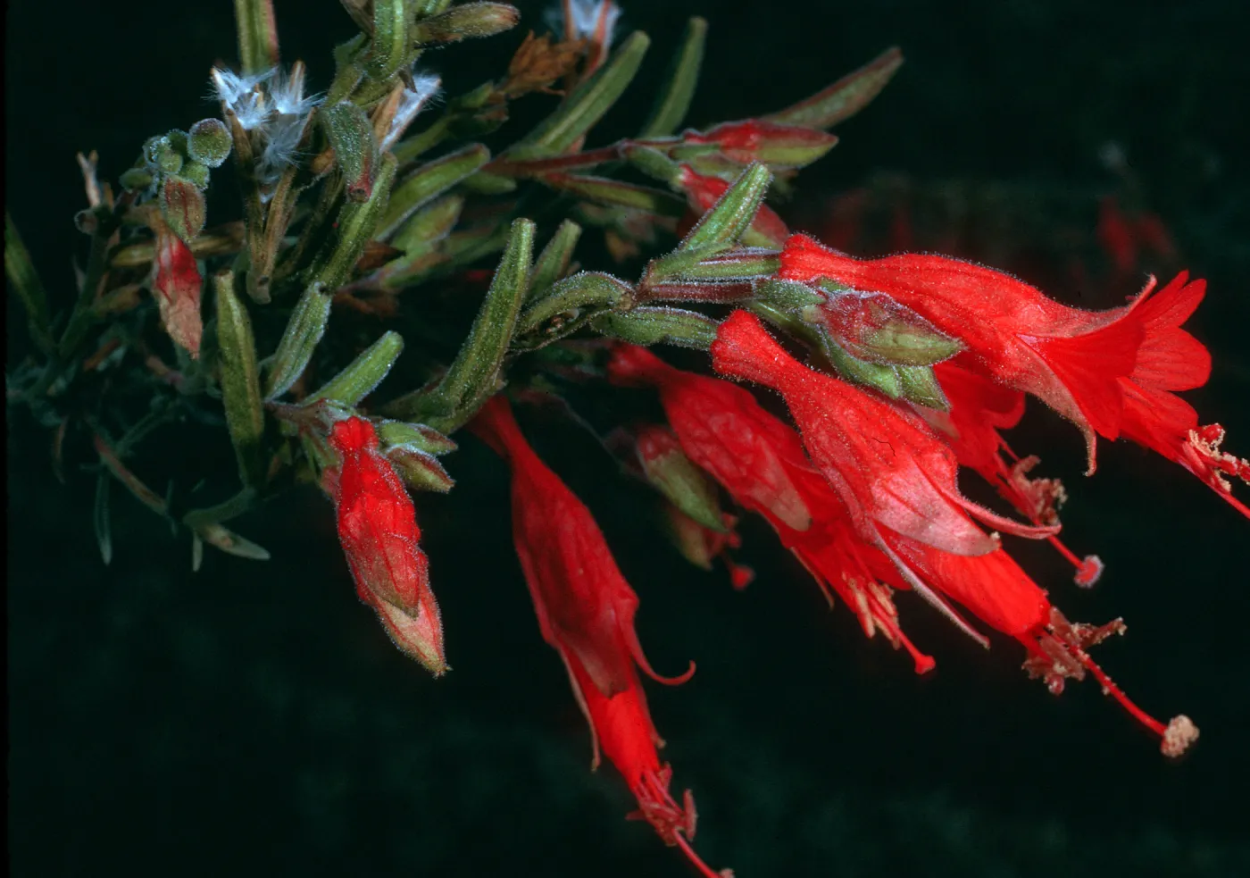 Epilobium canum, Santa Cruz Island, South Ridge Road, above Laguna Canyon