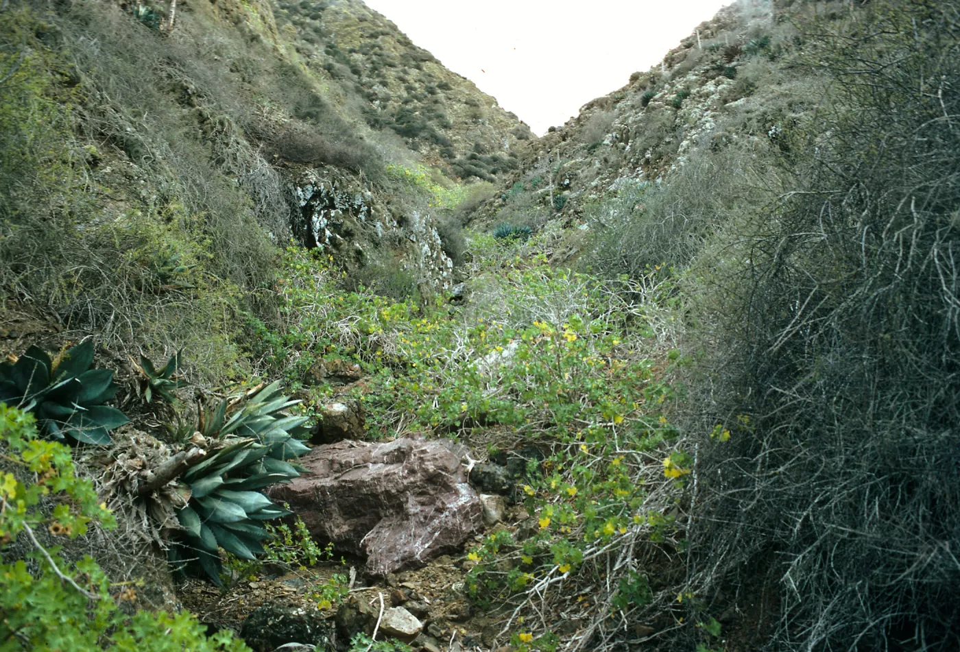 Canyon, north side of West San Benito Island