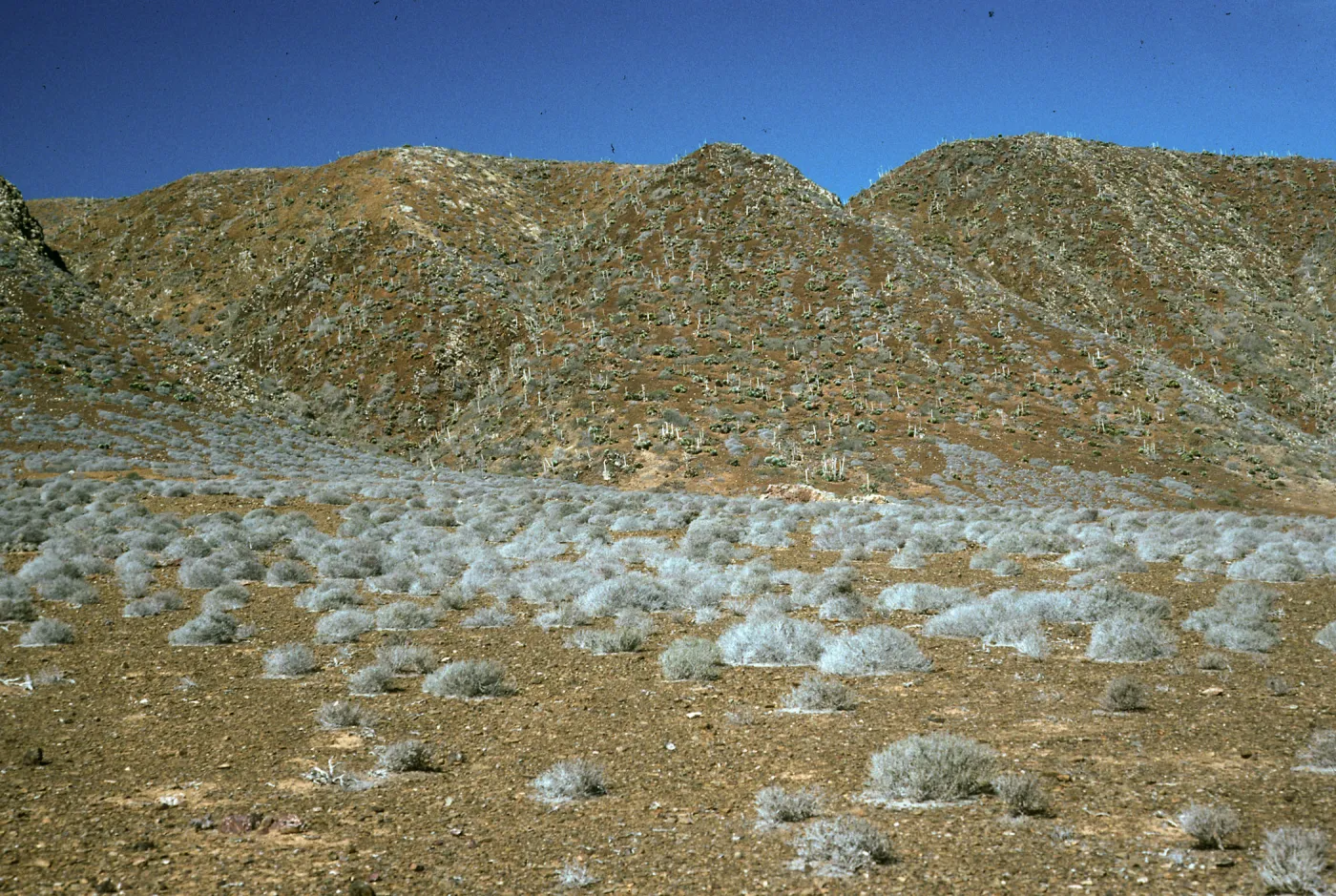Frankenia on flats, West San Benito Island, North side hills