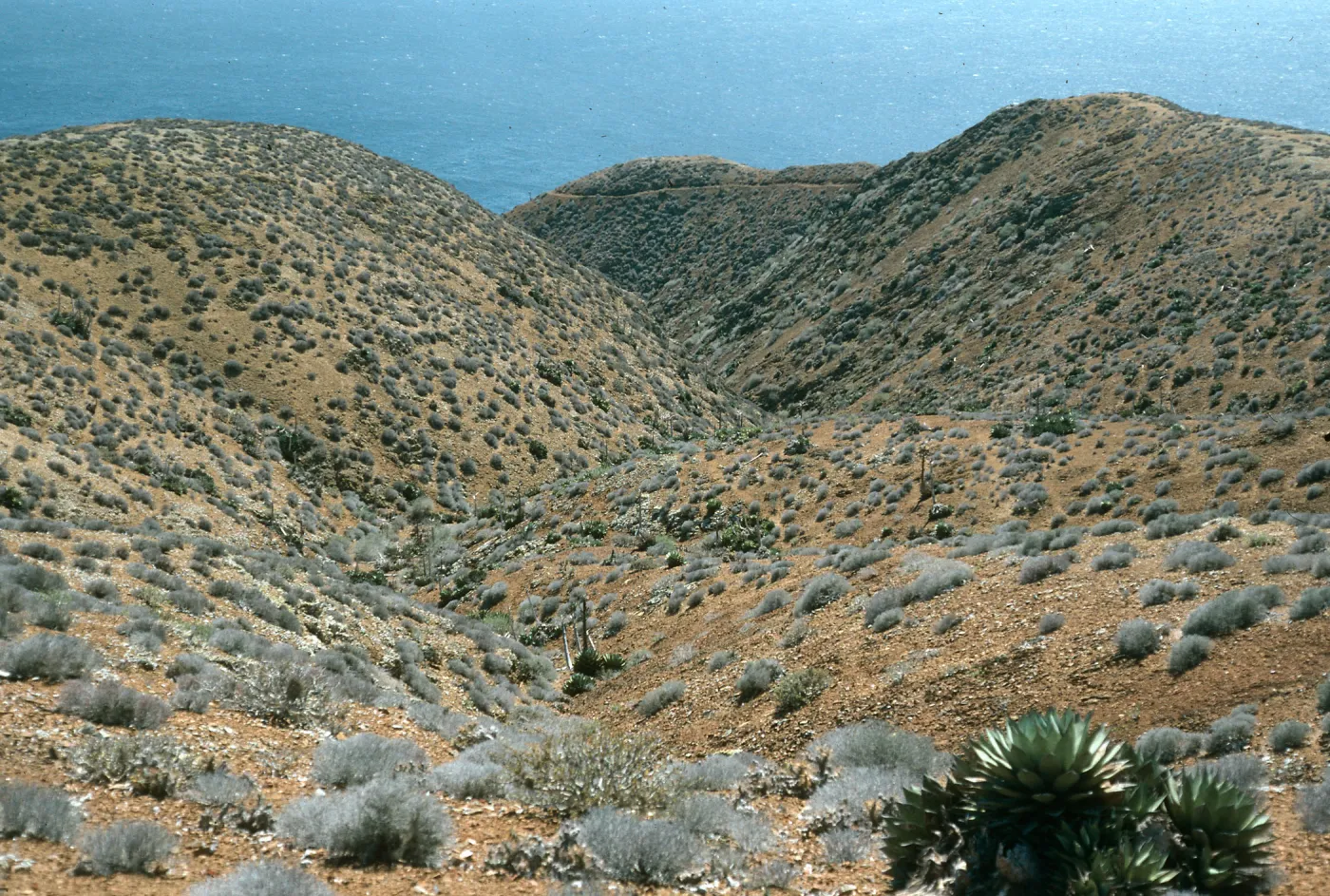 West San Benito Island, Southwest hills