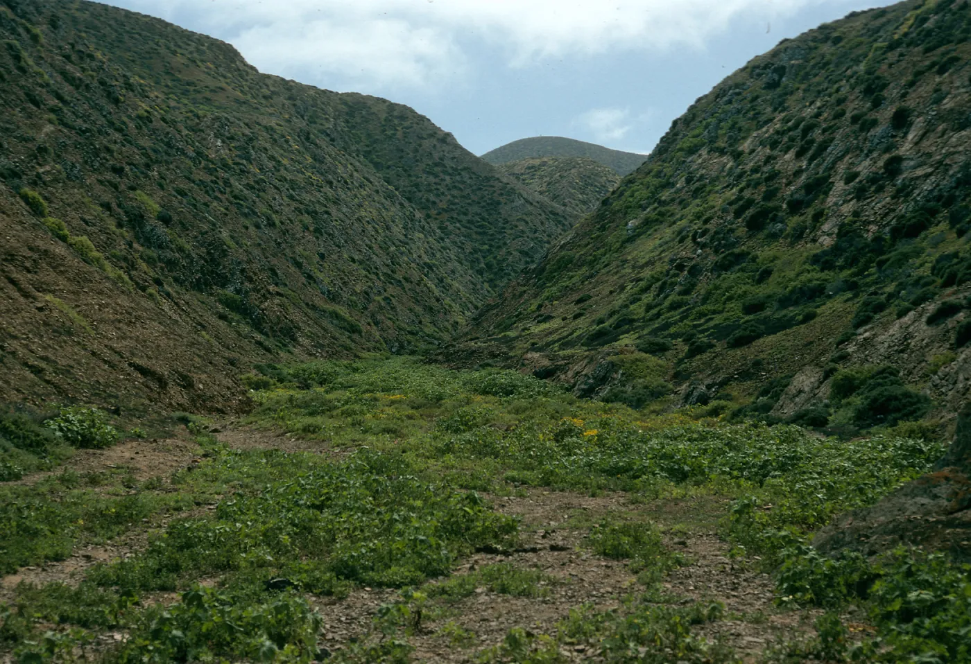 Lavatera venosa, West San Benito Island, canyon on Northwest side