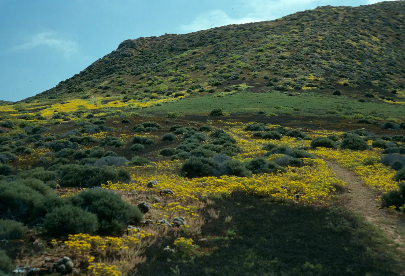 Hemizonia streesii, West San Benito Island, Northwest side