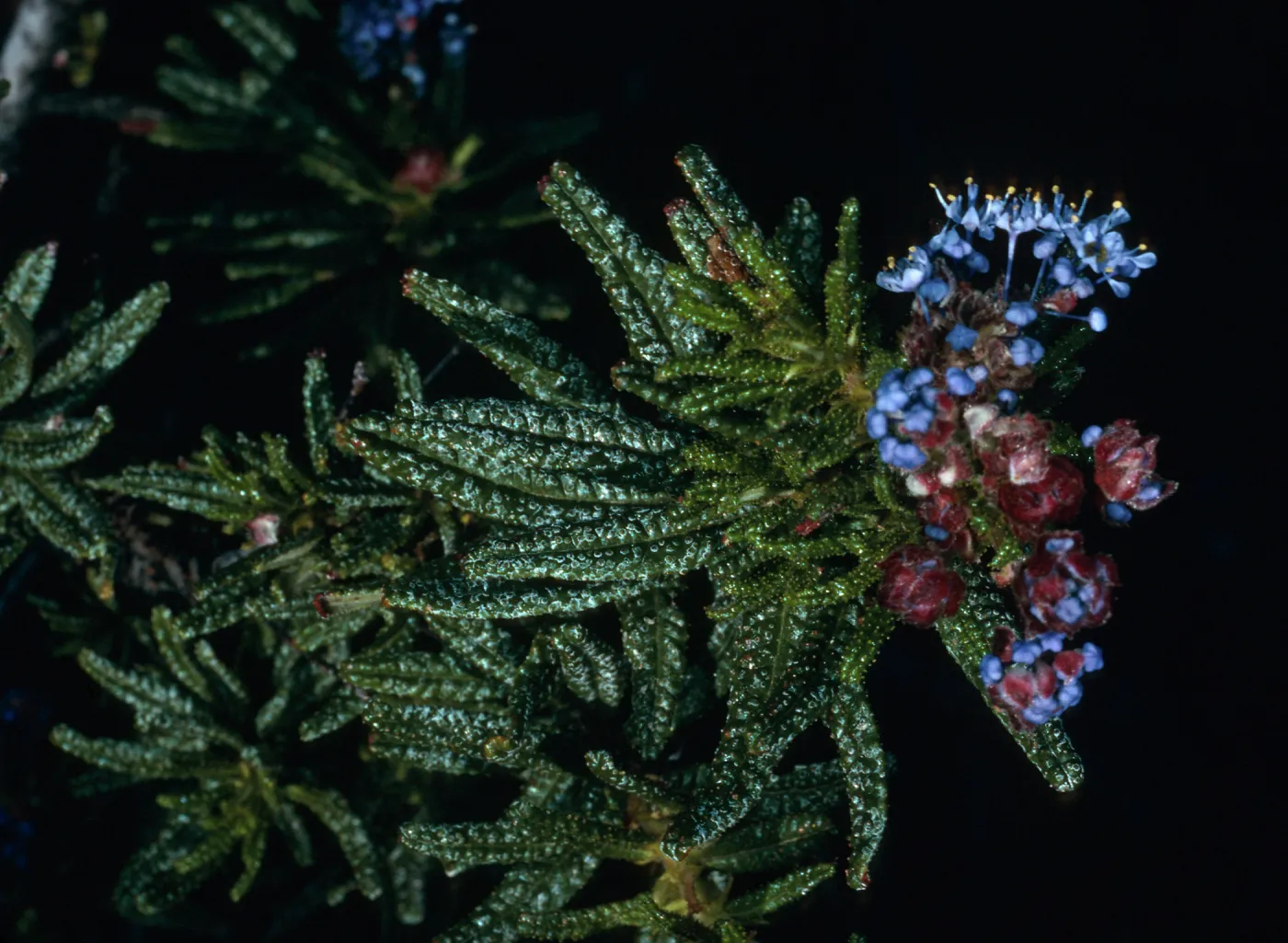 Ceanothus papillosus, Lions Den, San Luis Obispo County