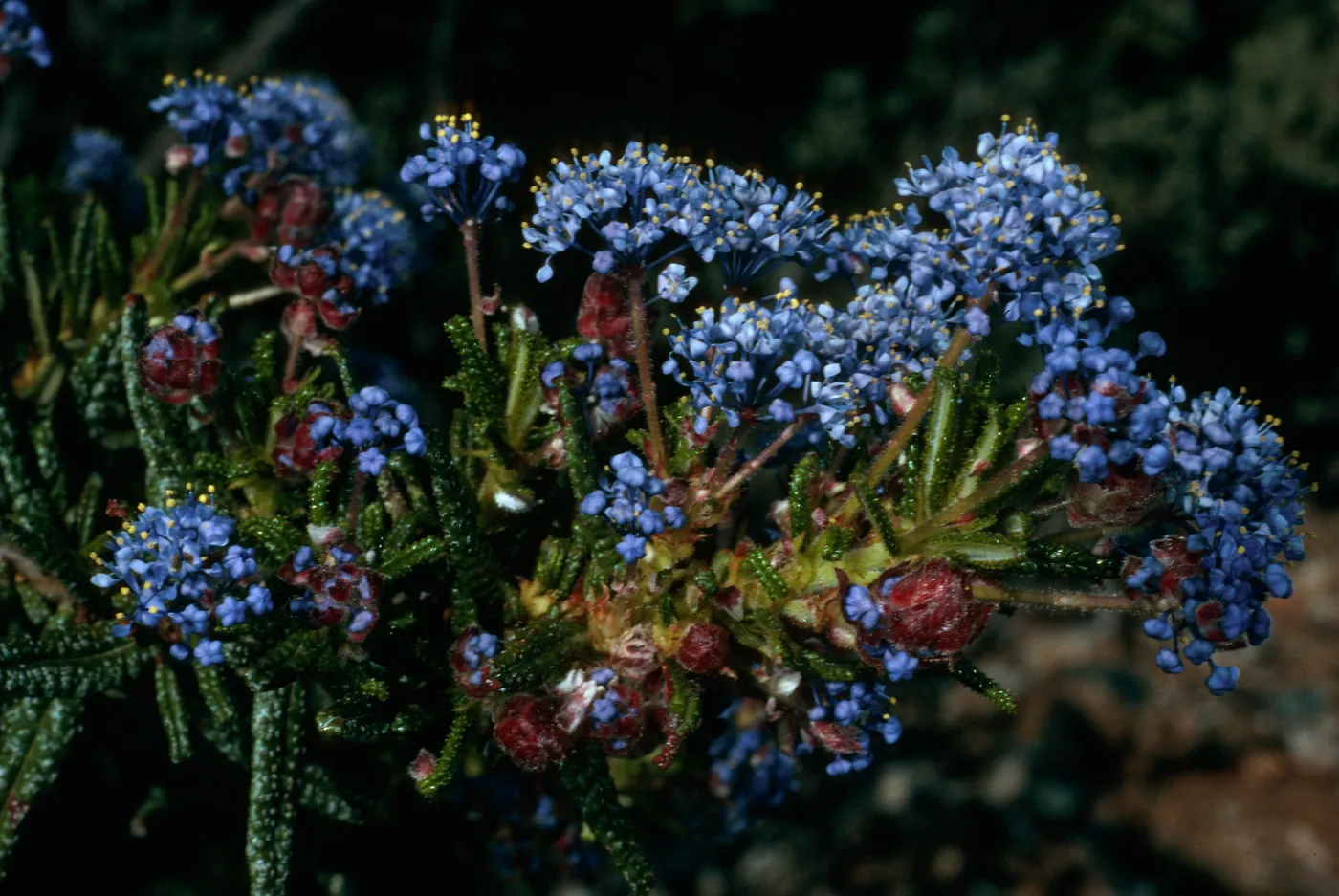 Lions Den, San Luis Obispo County, Ceanothus papillosus