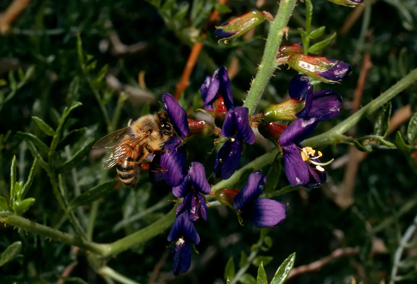 Dalea fremontii, Psorothamnus fremontii, Redrock Canyon