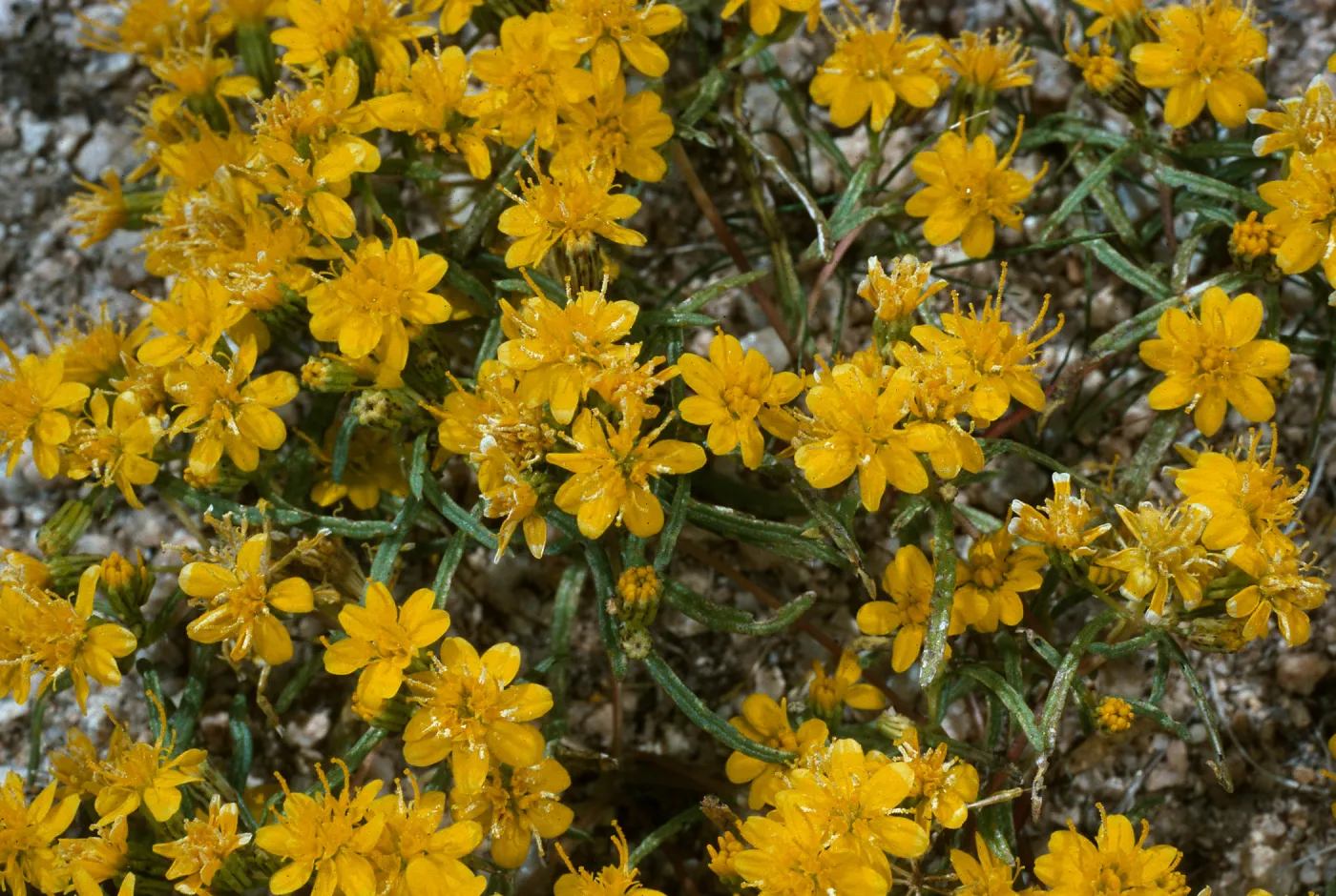Pectis papposa, Joshua Tree