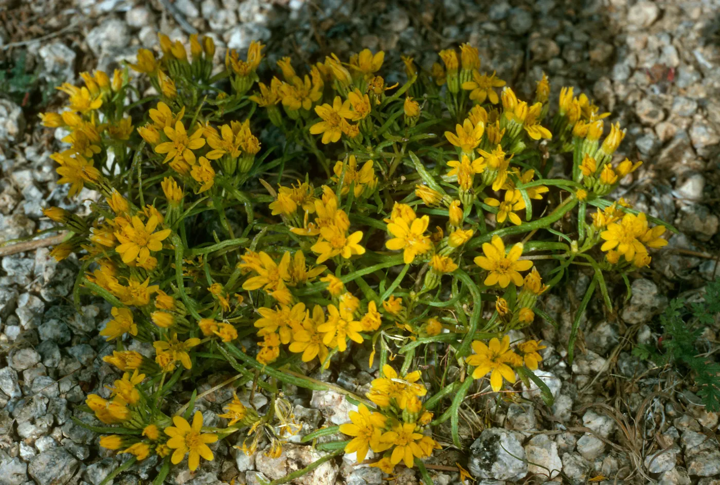 Pectis papposa, Joshua Tree 