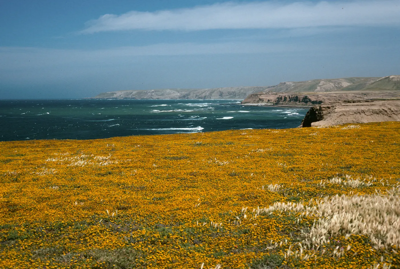Lasthenia, Santa Rosa Island, near mouth of Garañon Canyon