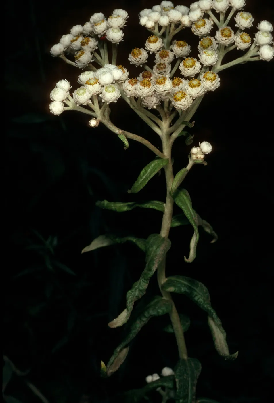Anaphalis margaritacea, Big Sur, Old Coast Road