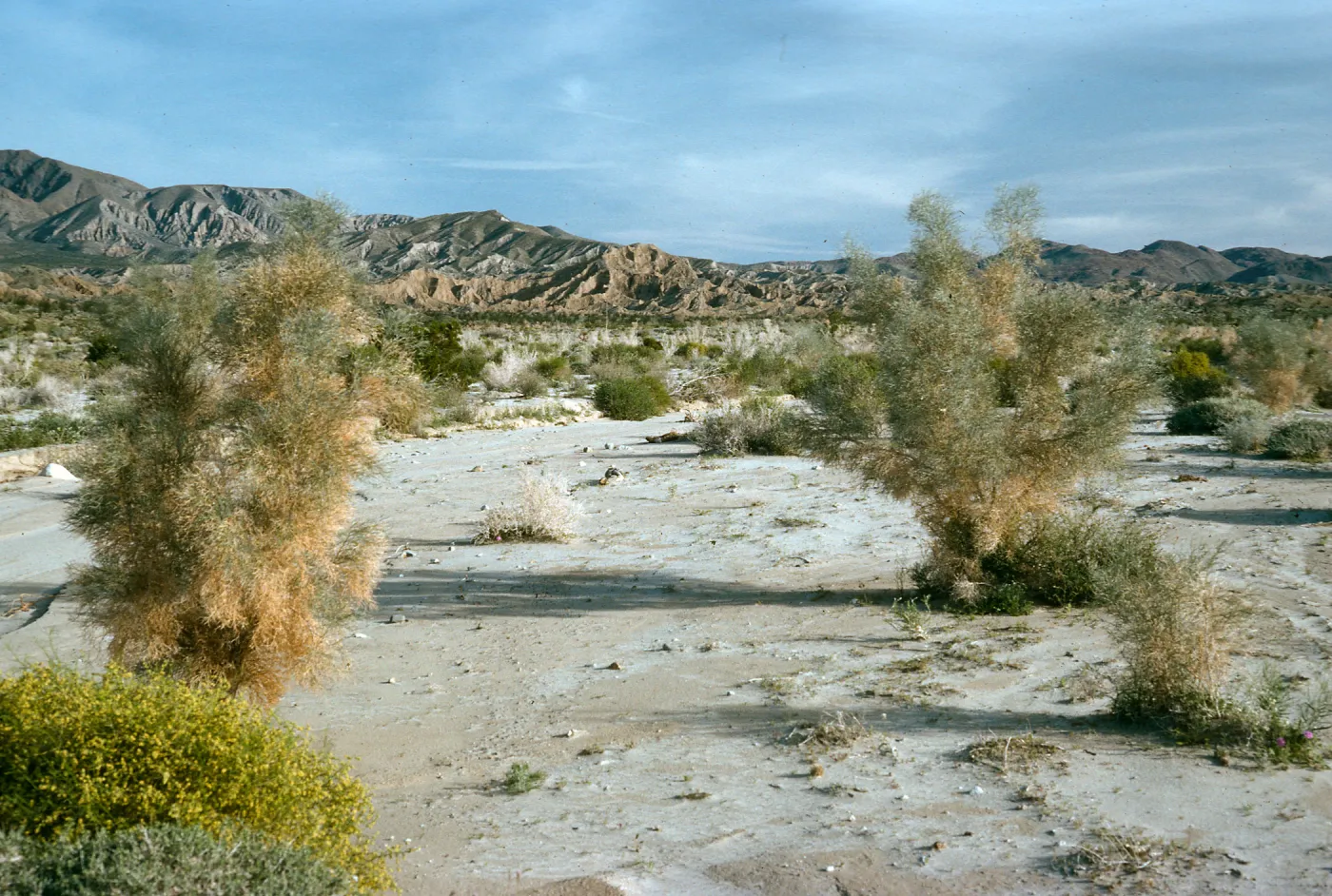 Psorothamnus spinosus, Anza Borrego, June wash
