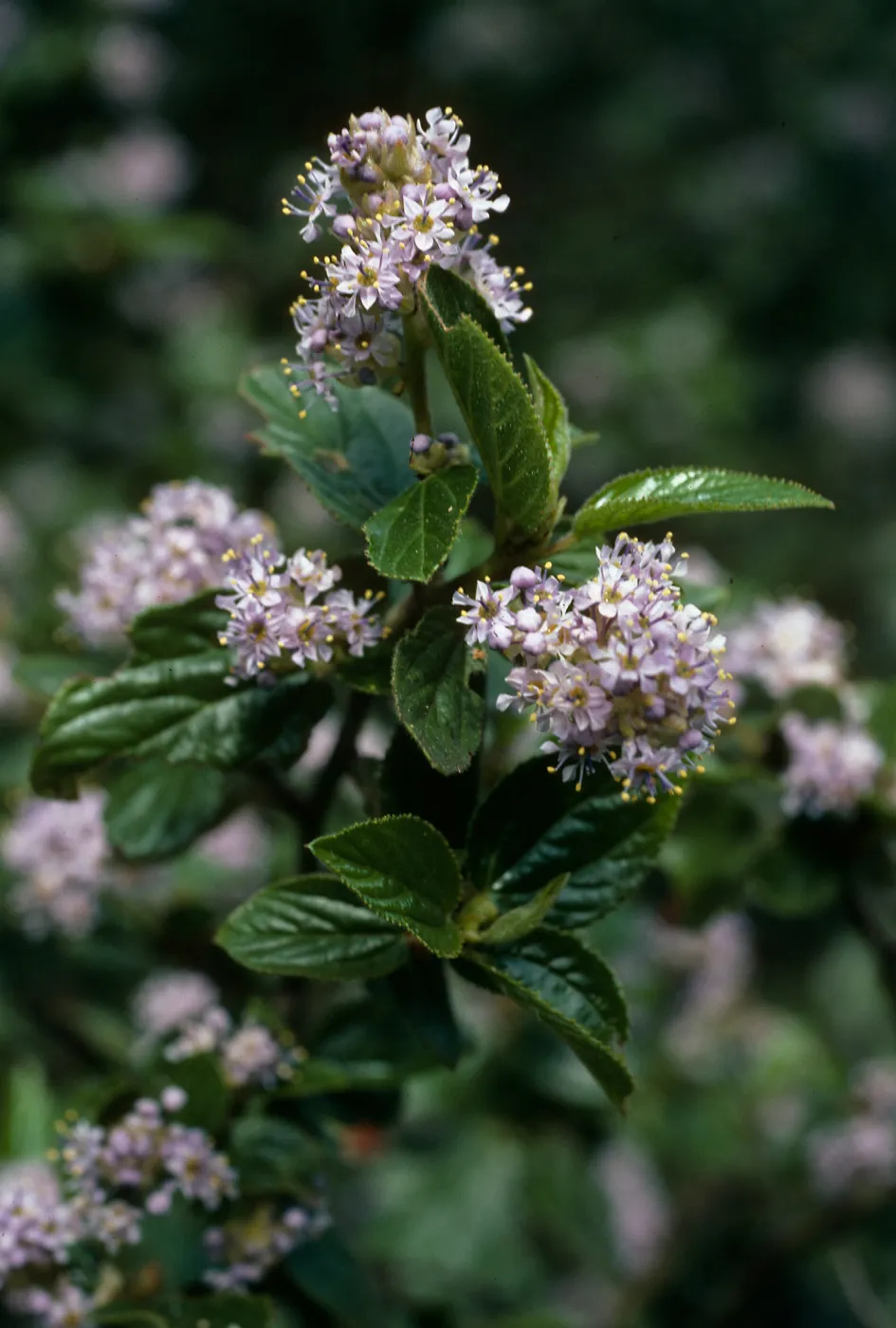 Ceanothus oliganthus, Tunnel Trail