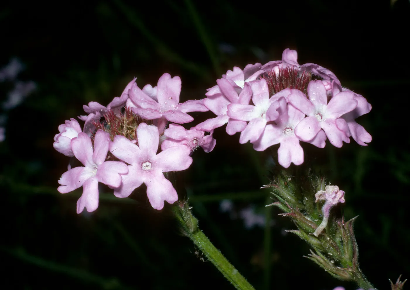 Verbena lilacina, SBBG 
