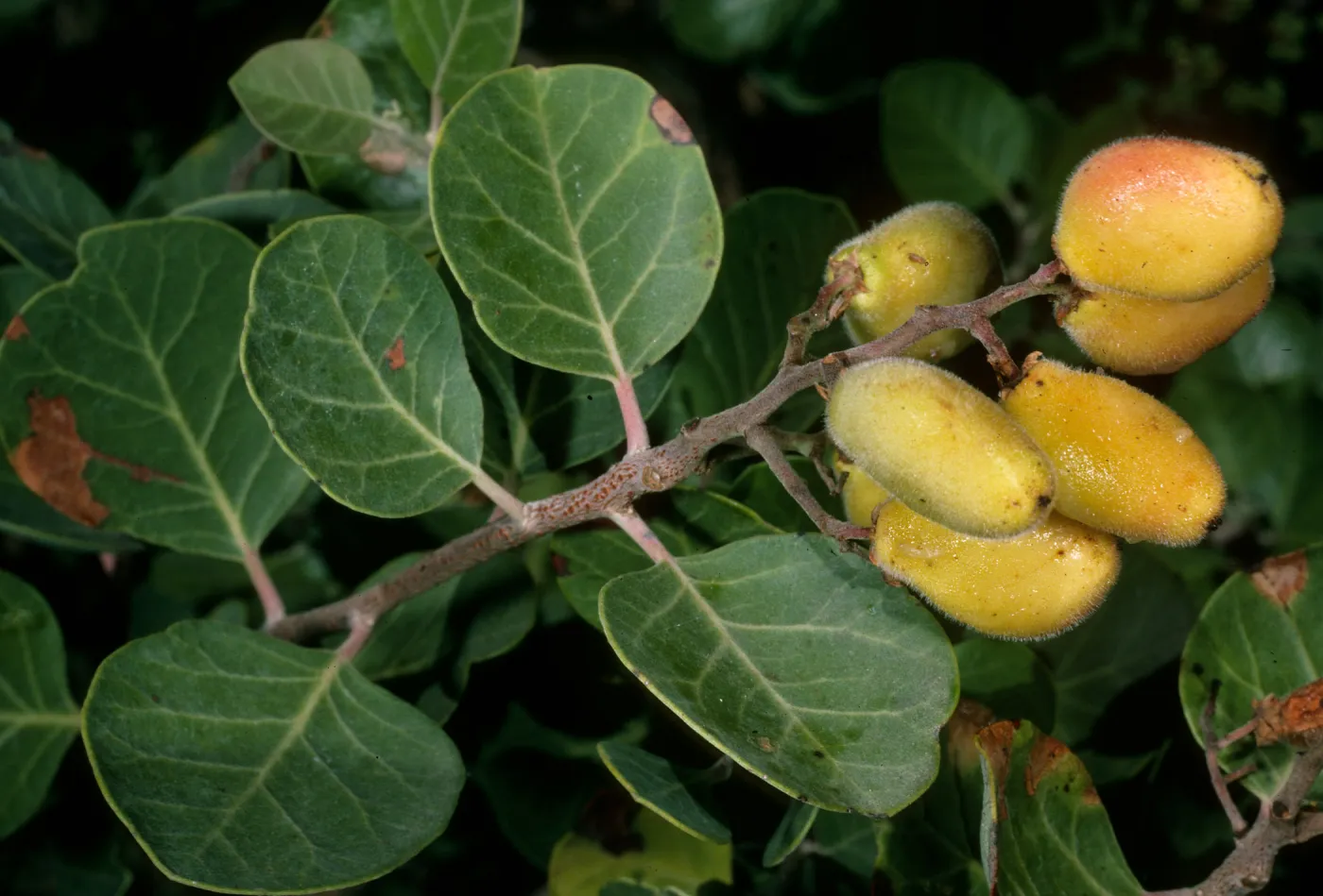 Rhus lentii, SBBG
