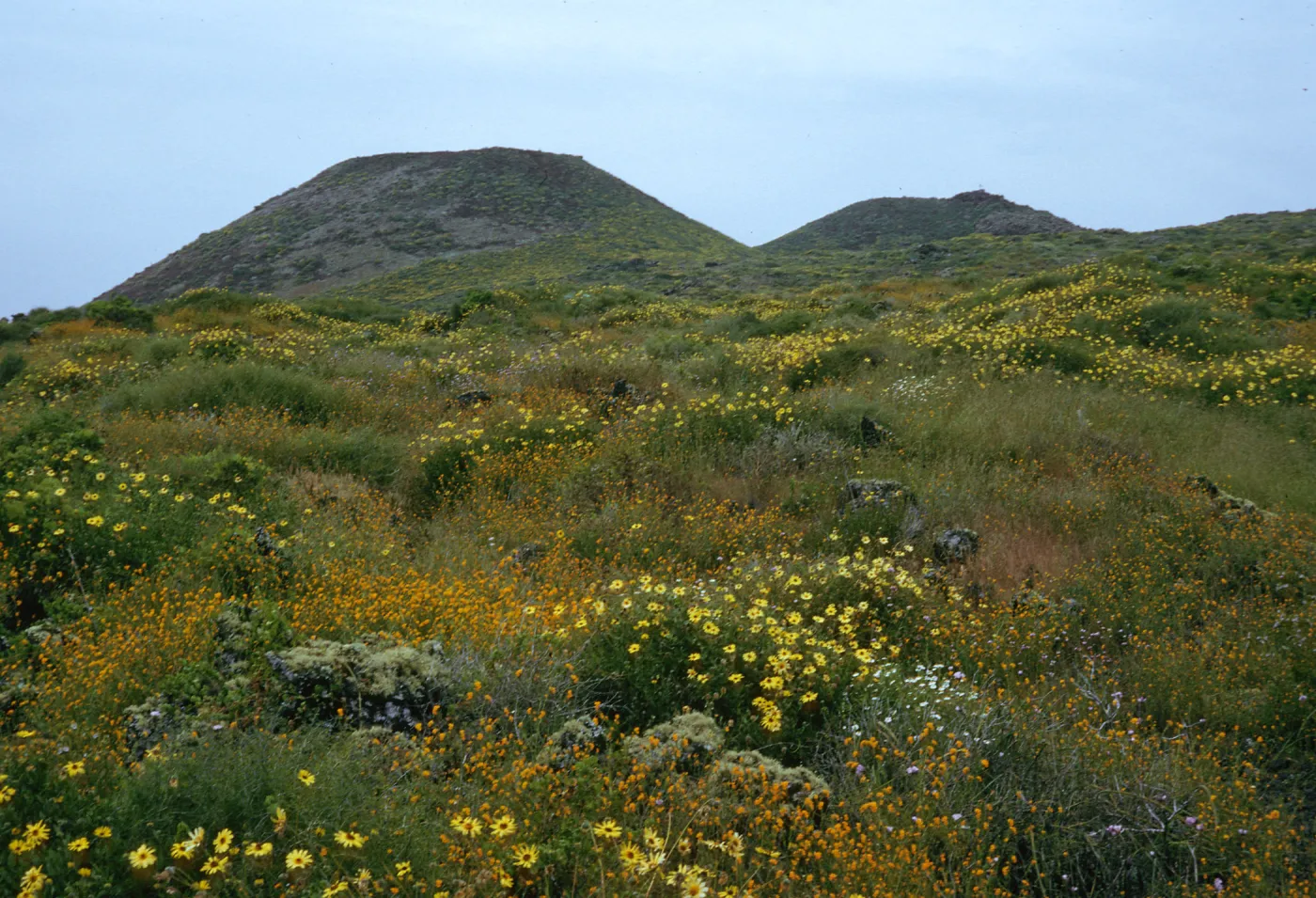 Encelia, Amsinckia, San Martin Island, trail to crater