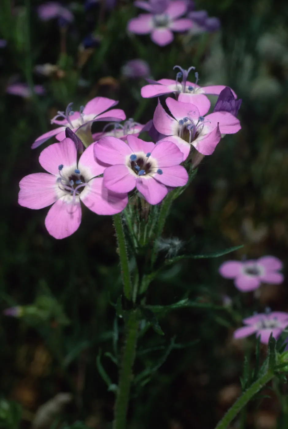 Gilia tenuiflora hoffmannii, SBBG