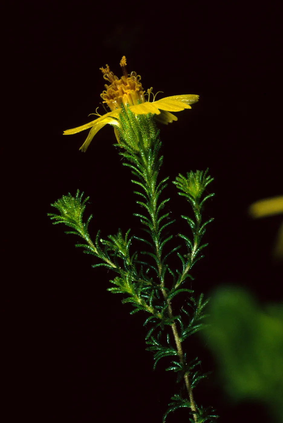 Hemizonia minthornii, SBBG
