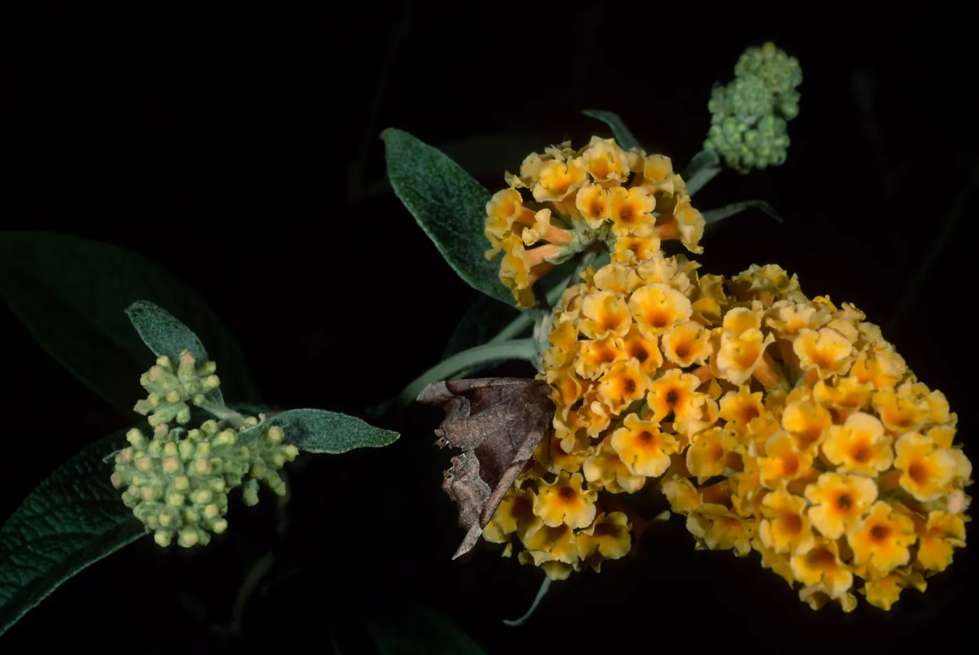 Buddleja 'Sunset Gold', SBBG