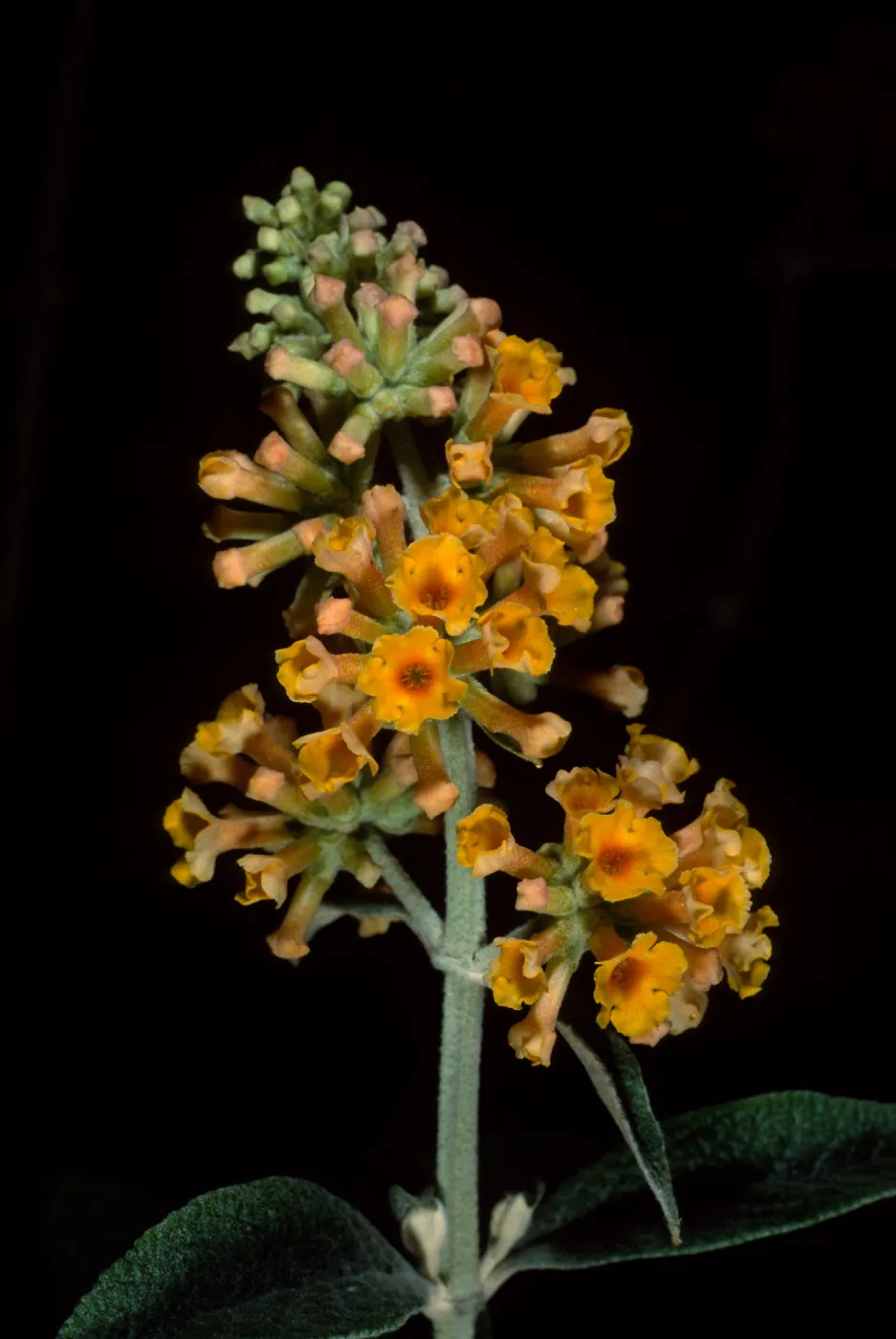 Buddleja 'Sunset Gold', SBBG