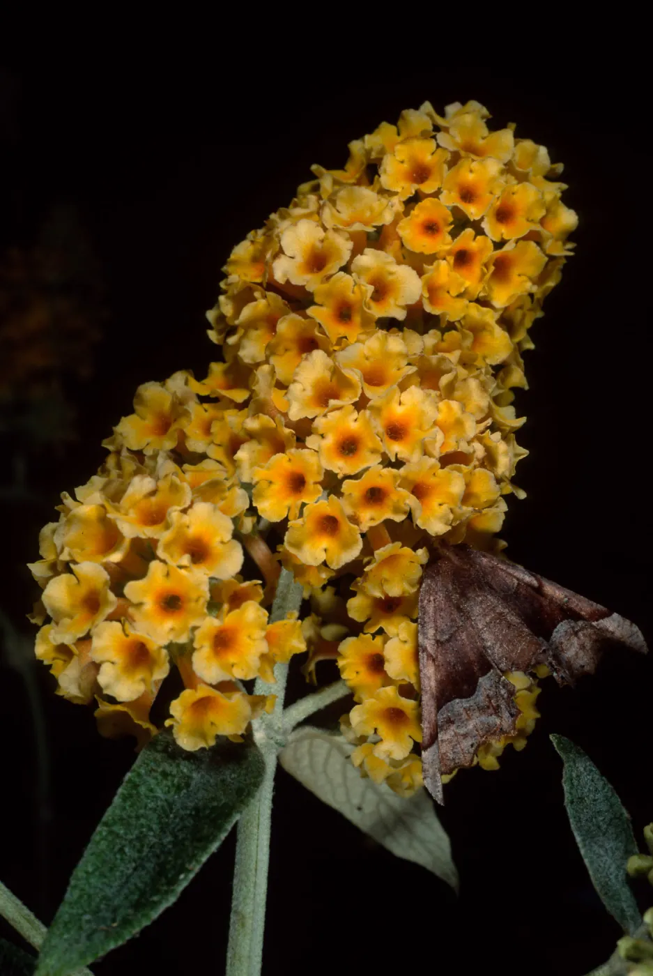 Buddleja 'Sunset Gold', SBBG