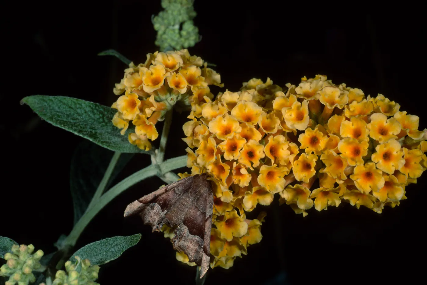 Buddleja 'Sunset Gold' & moth, SBBG