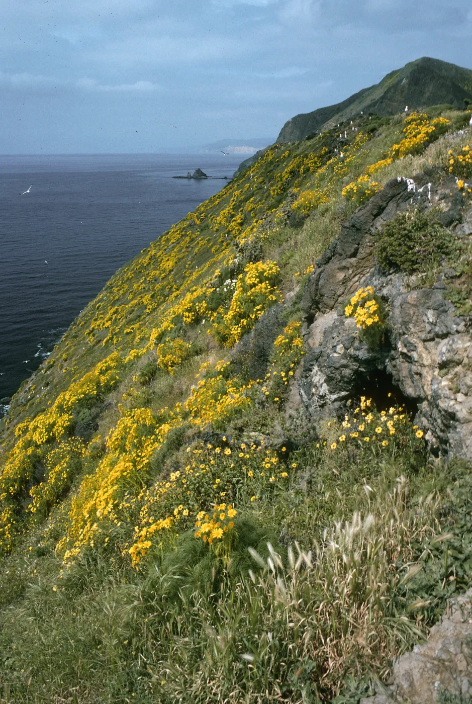  Coreopsis, Middle Anacapa Island, South side of island, near West Knife edge,