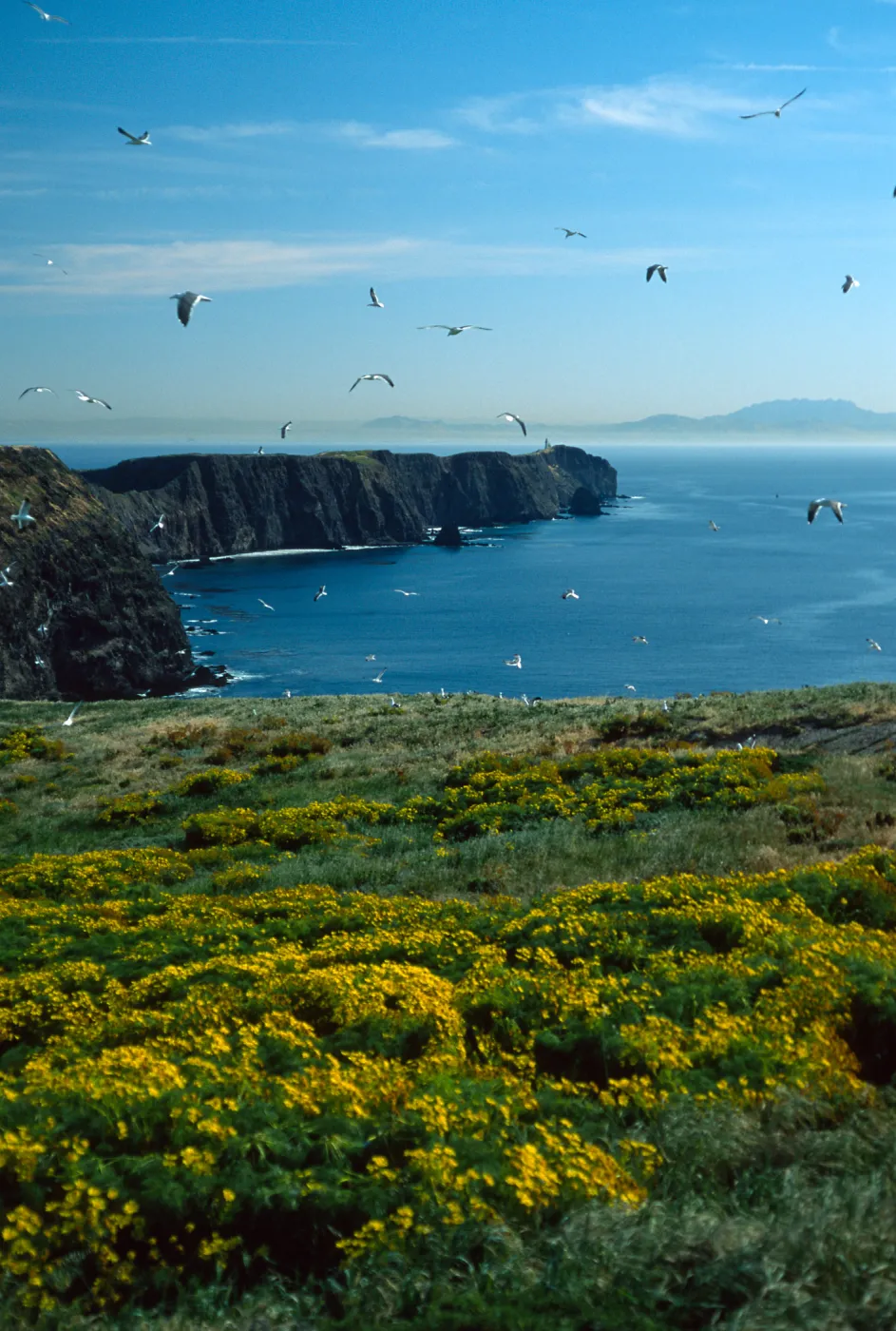 Middle Anacapa Island, looking East at South side of East Anacapa Island, from Middle Anacapa Island near East Fish camp