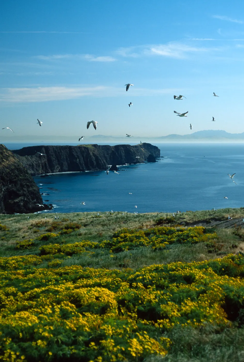 Middle Anacapa Island, looking East from near East Fish camp