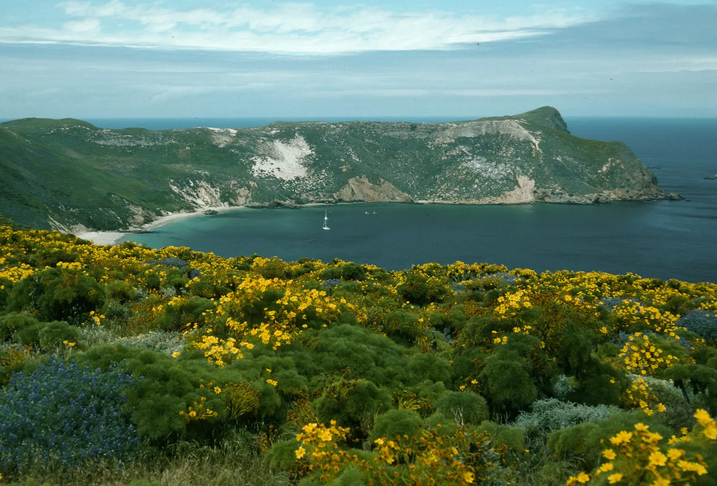 San Miguel Island, from Cabrillo Monument, Cuylor Harbor, Coreopsis, Lupinus albifrons