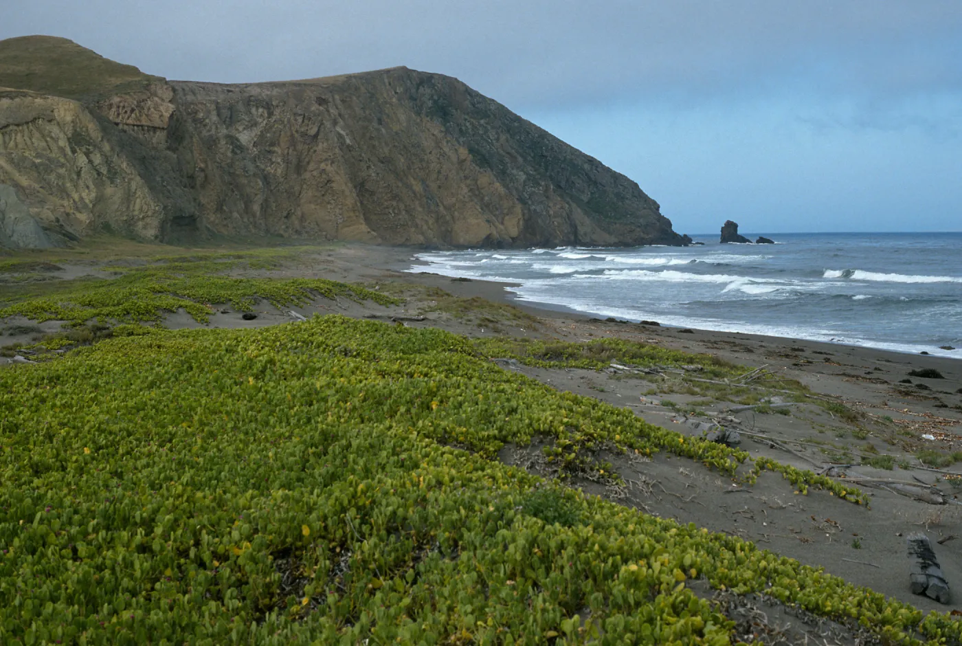 Santa Cruz Island, Christy Beach, Abronia maritima