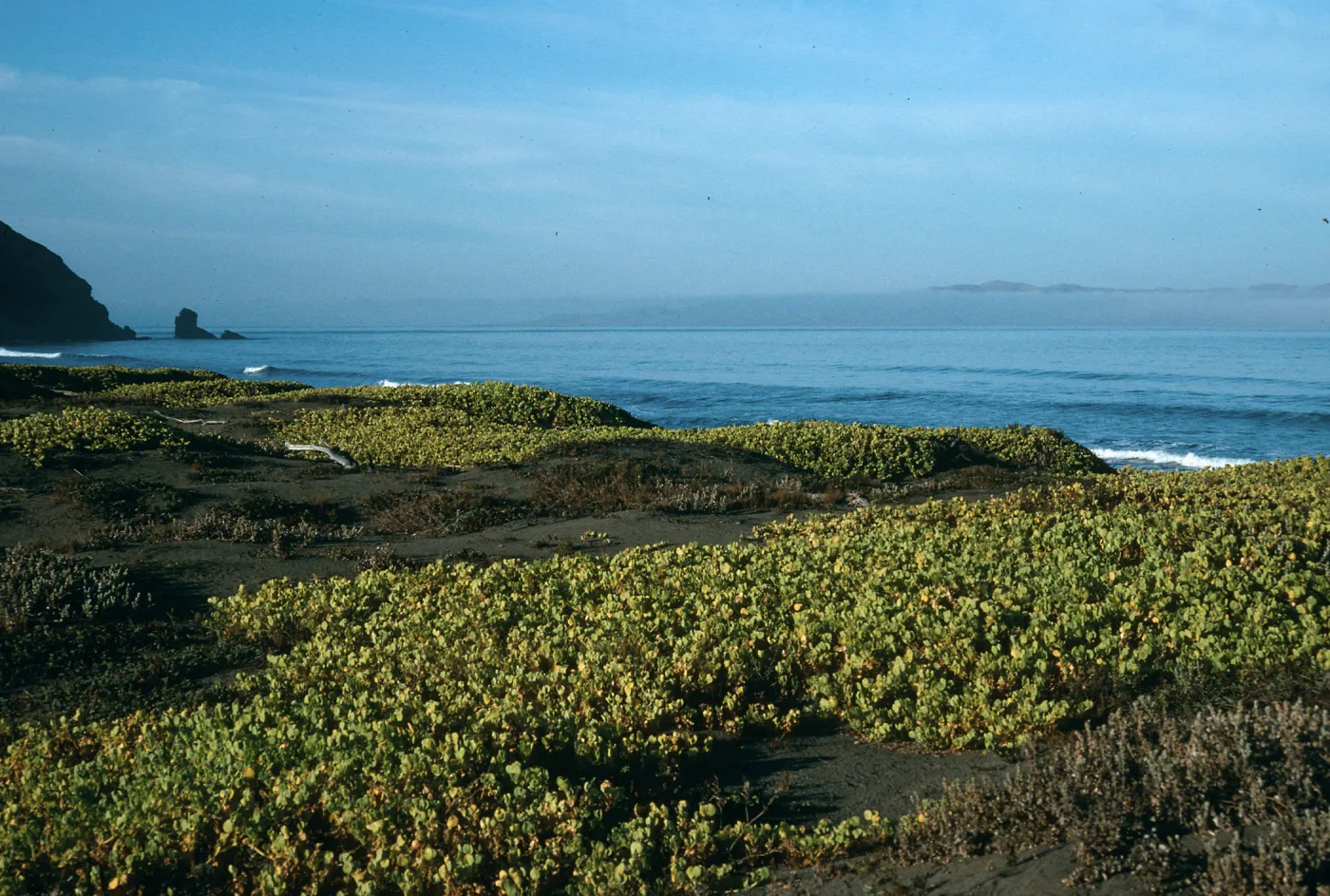 Santa Cruz Island, Christy Beach, Abronia maritima, early morning