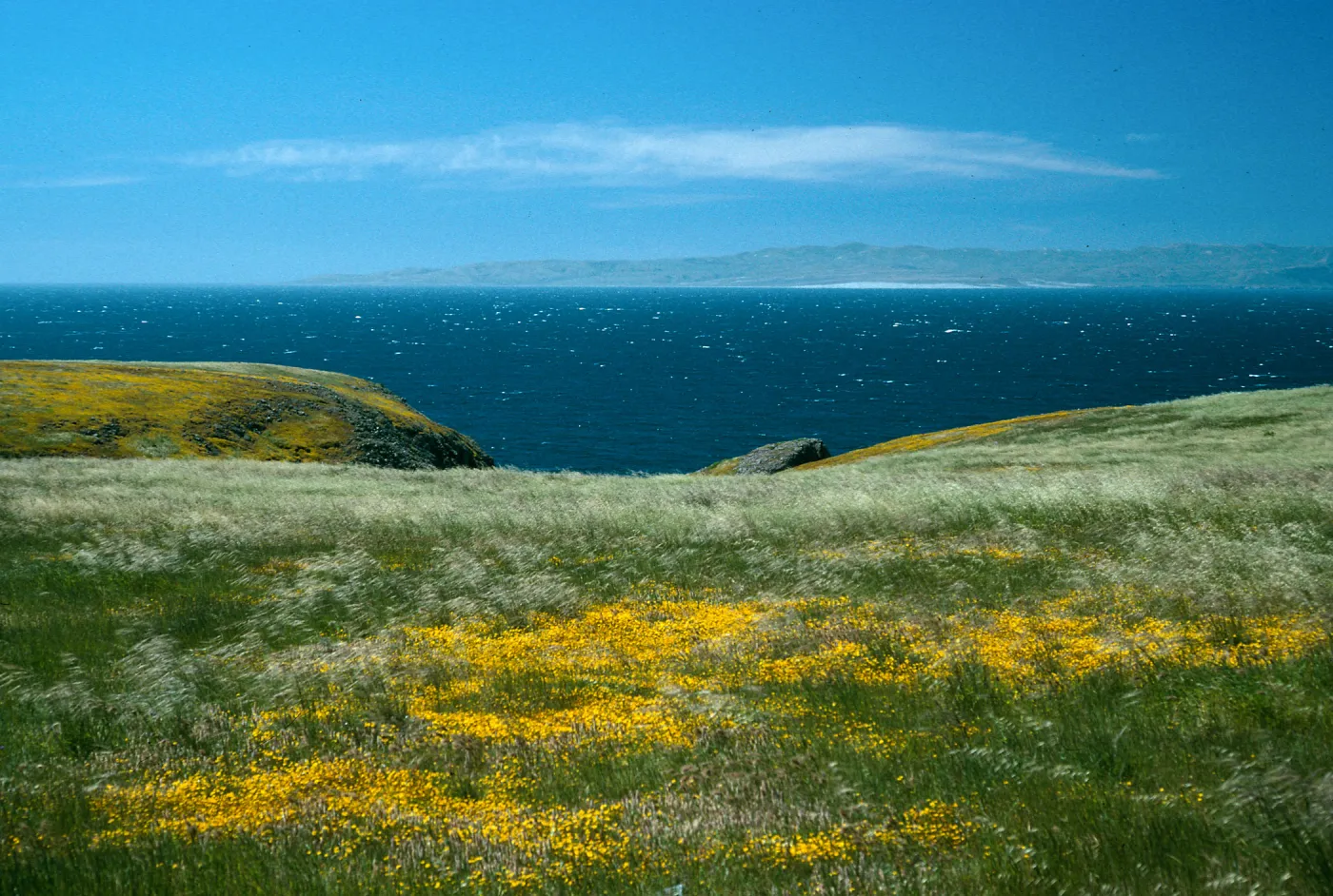 Santa Cruz Island, just West of Rancho Nuevo, Lasthenia