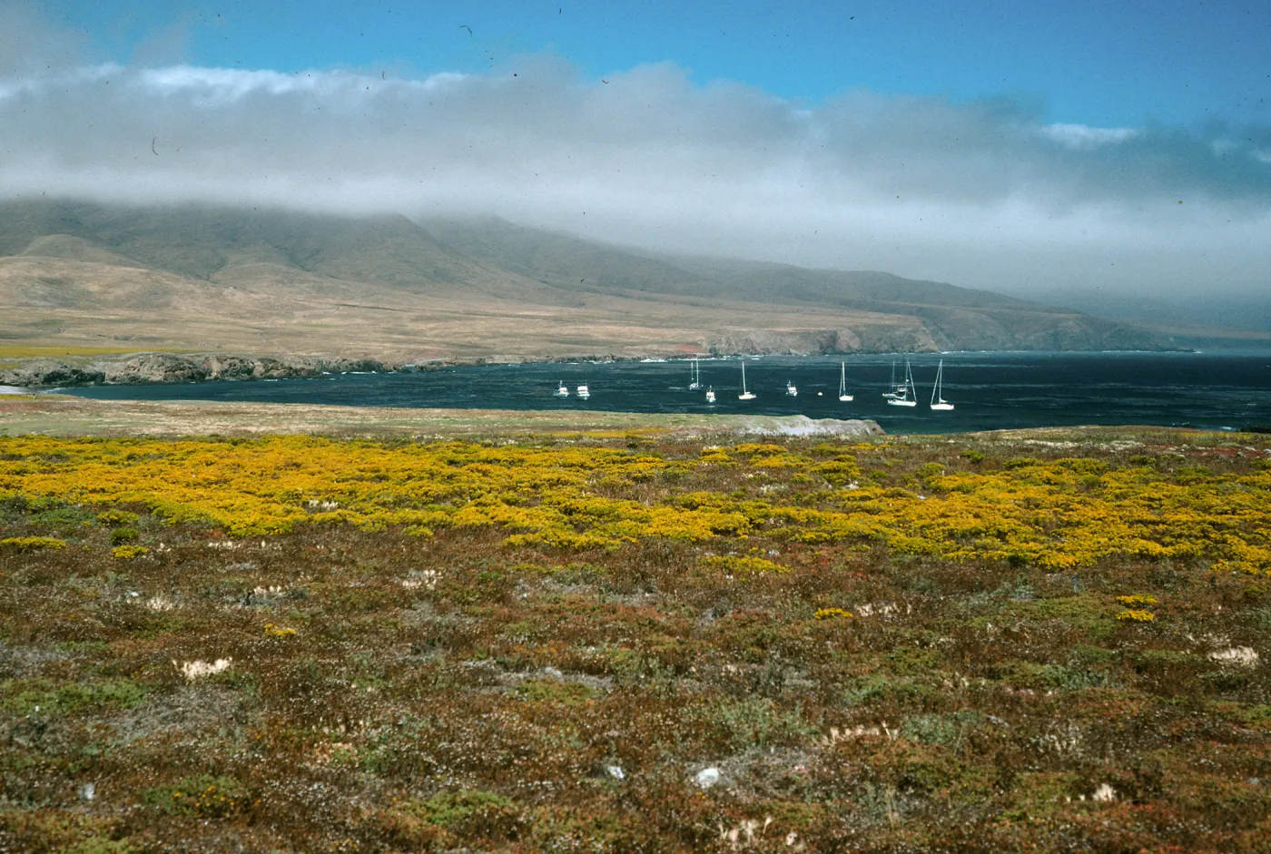 Santa Cruz Island, Forneys Cove, Hemizonia fasciculata