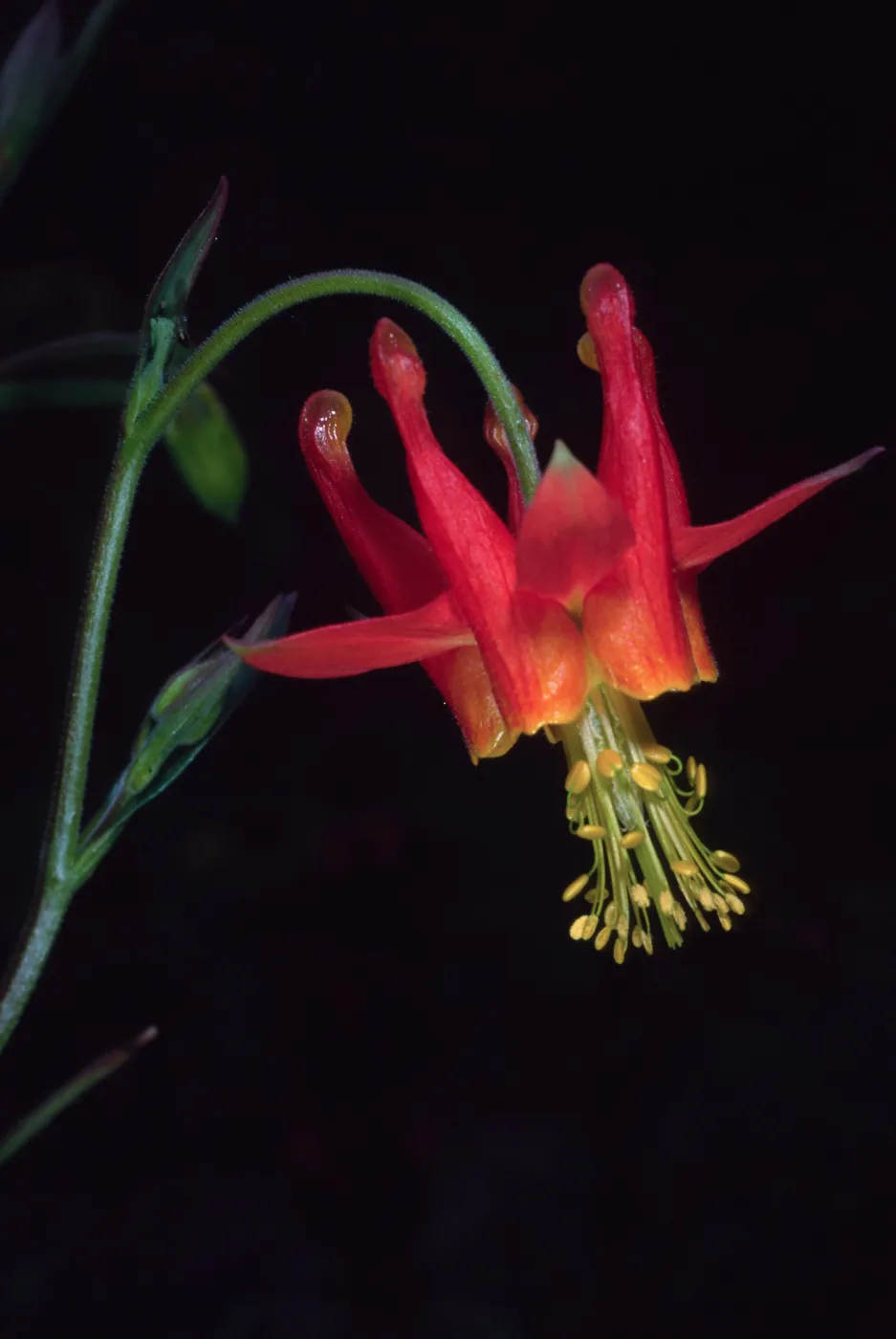 Santa Barbara Botanic Garden, Aquilegia