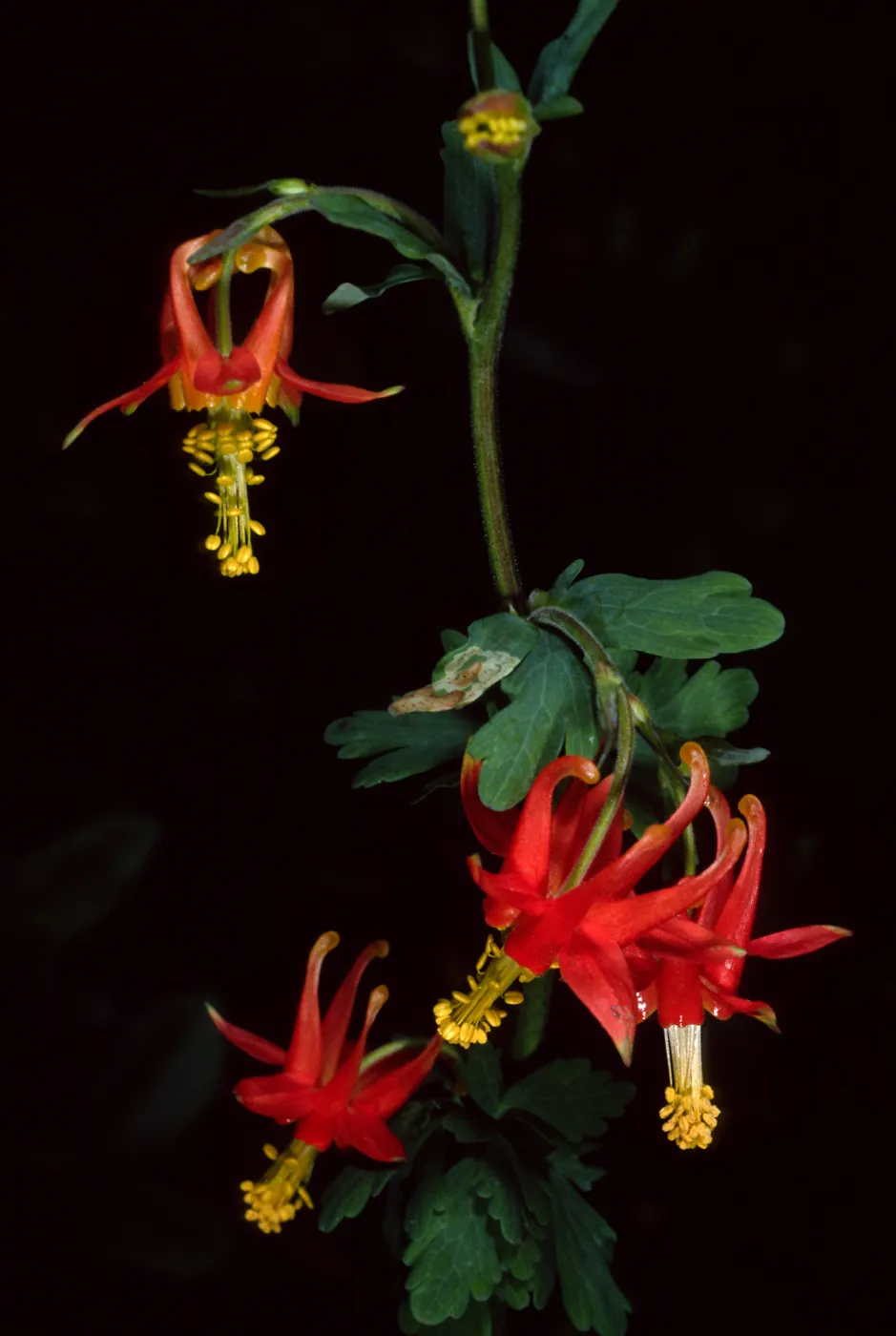Santa Barbara Botanic Garden, Aquilegia