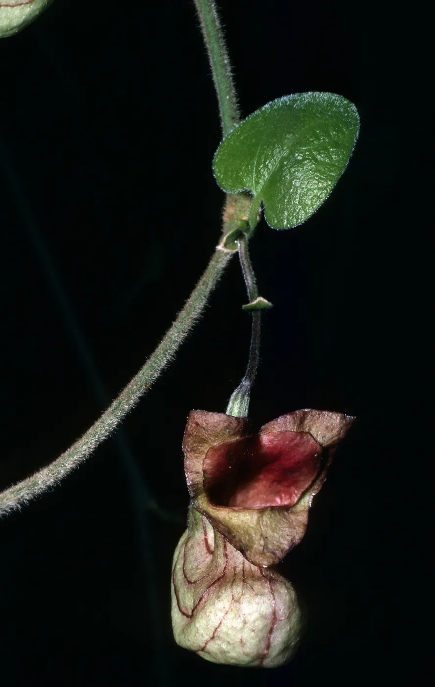 Santa Barbara Botanic Garden, Aristolochia , Campbell Trail