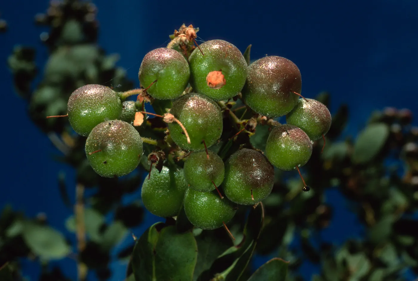 Arctostaphylos glauca, SBBG