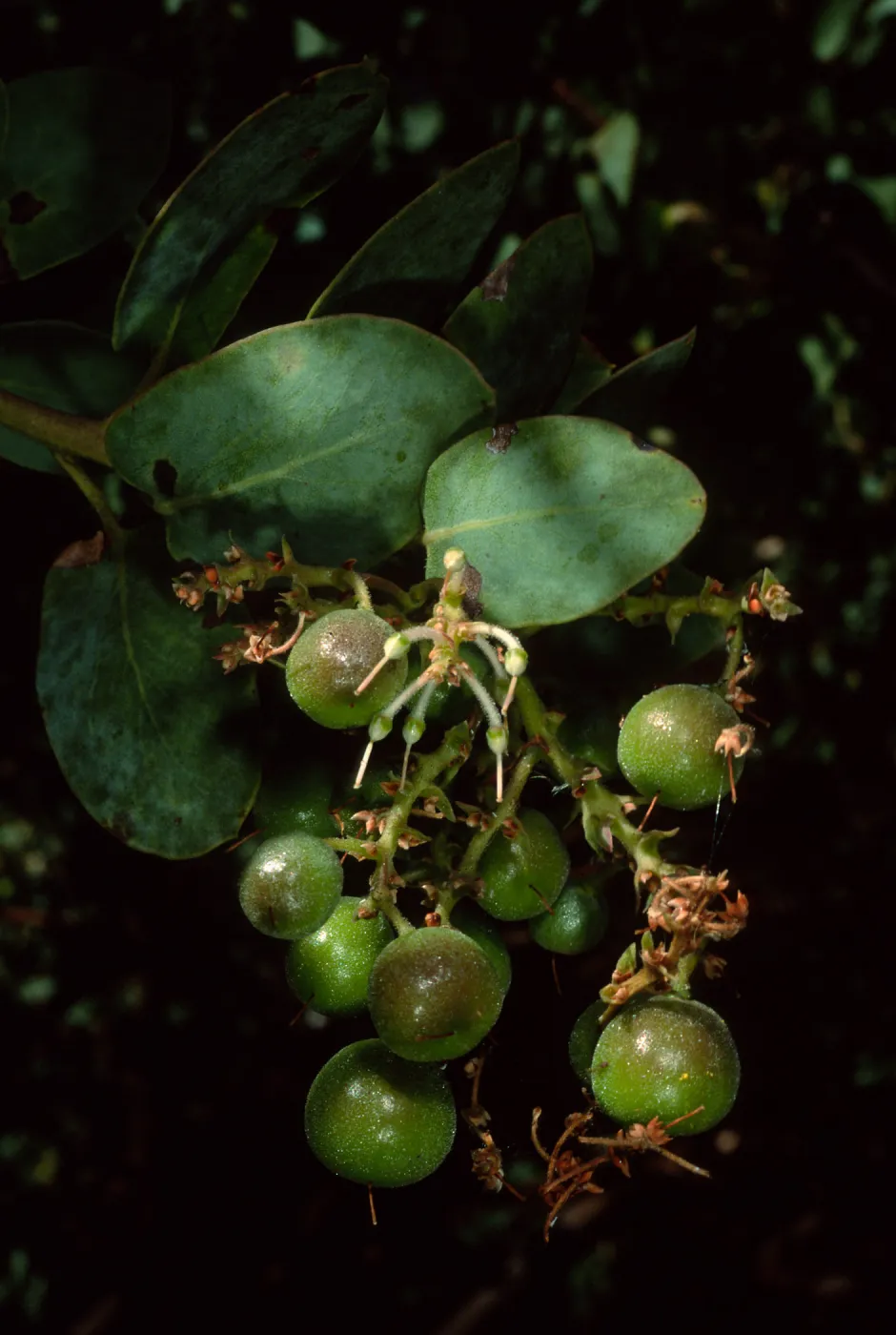 Arctostaphylos glauca, SBBG