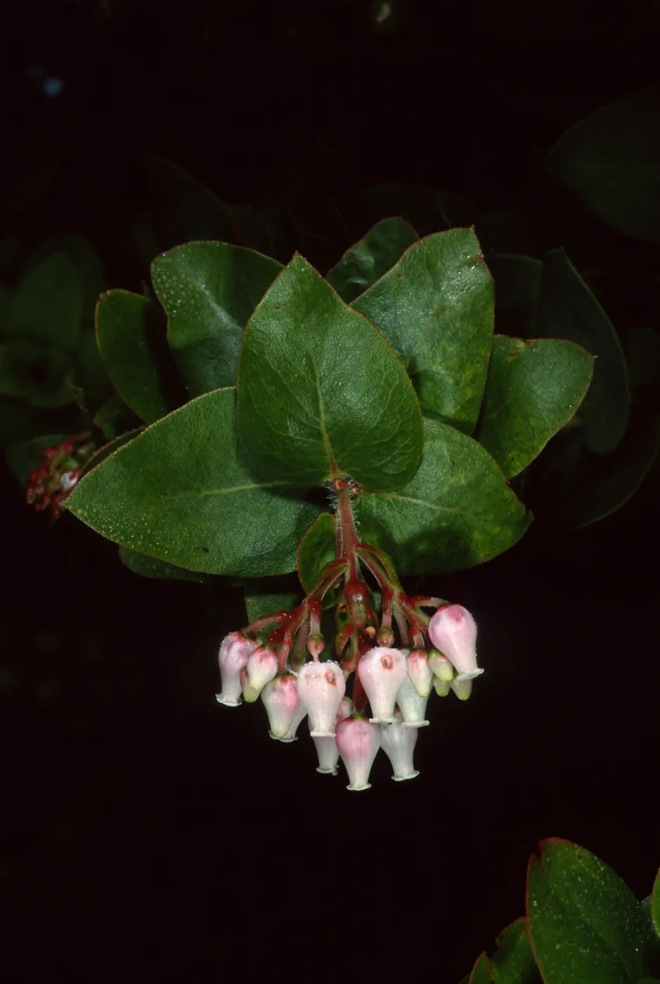 Arctostaphylos refugioensis, Refugio Pass