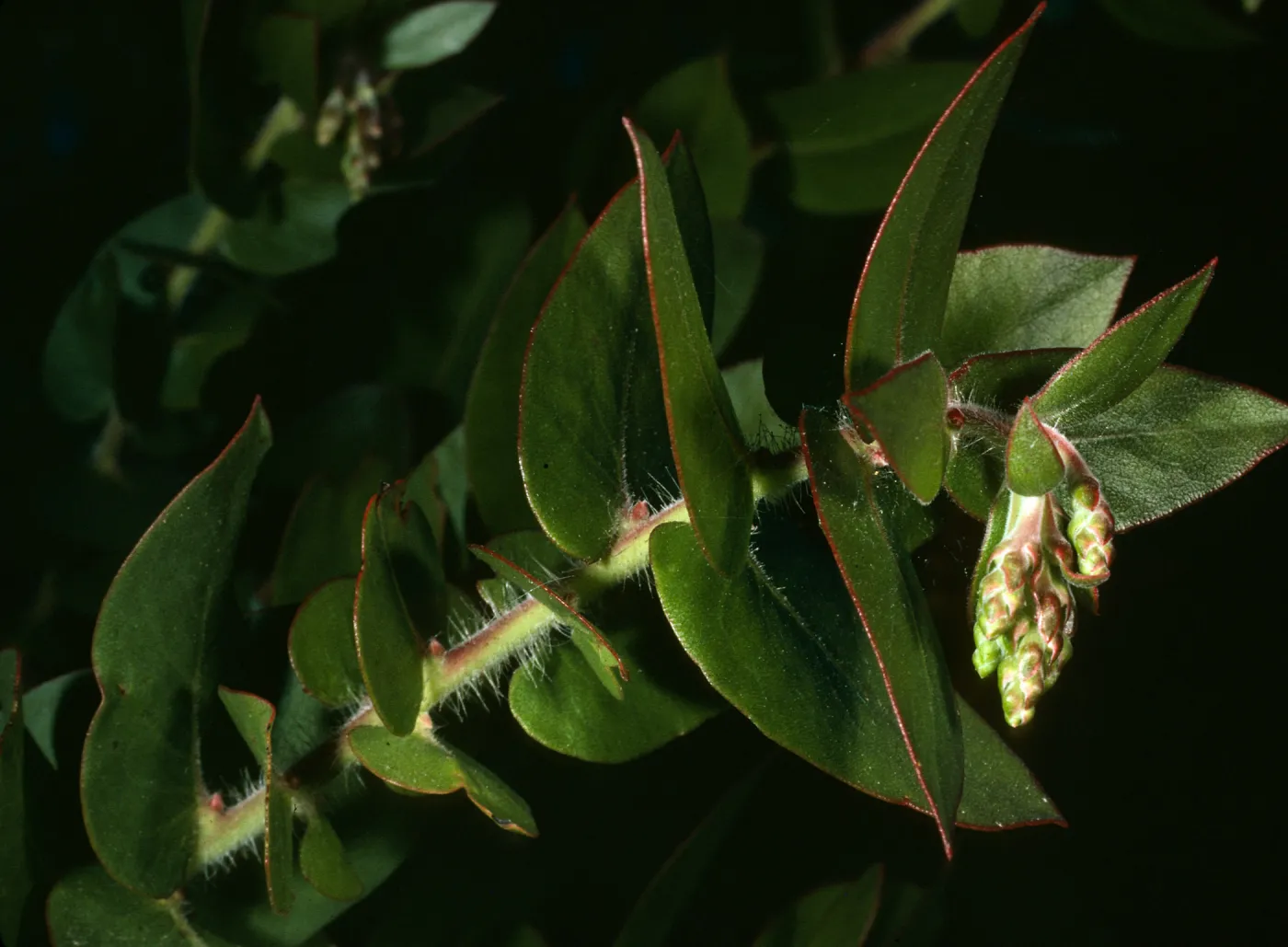 Arctostaphylos refugiensis, Refugio Canyon