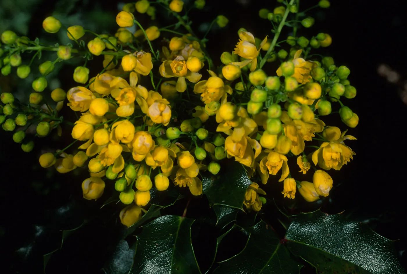 Berberis pinnata, SBBG