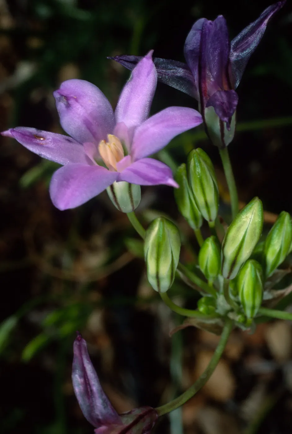 Brodiaea, SBBG